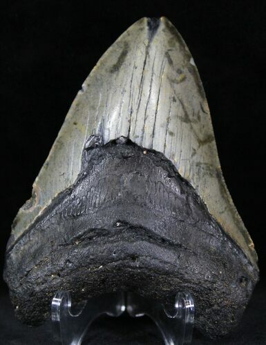 Bargain Megalodon Tooth - North Carolina #22951